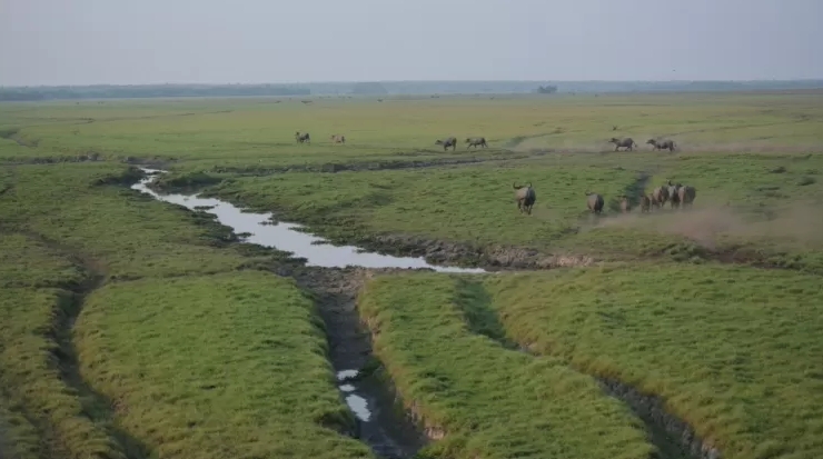 Valas criadas pelos búfalos selvagens na Reserva Biológica Guaporé.