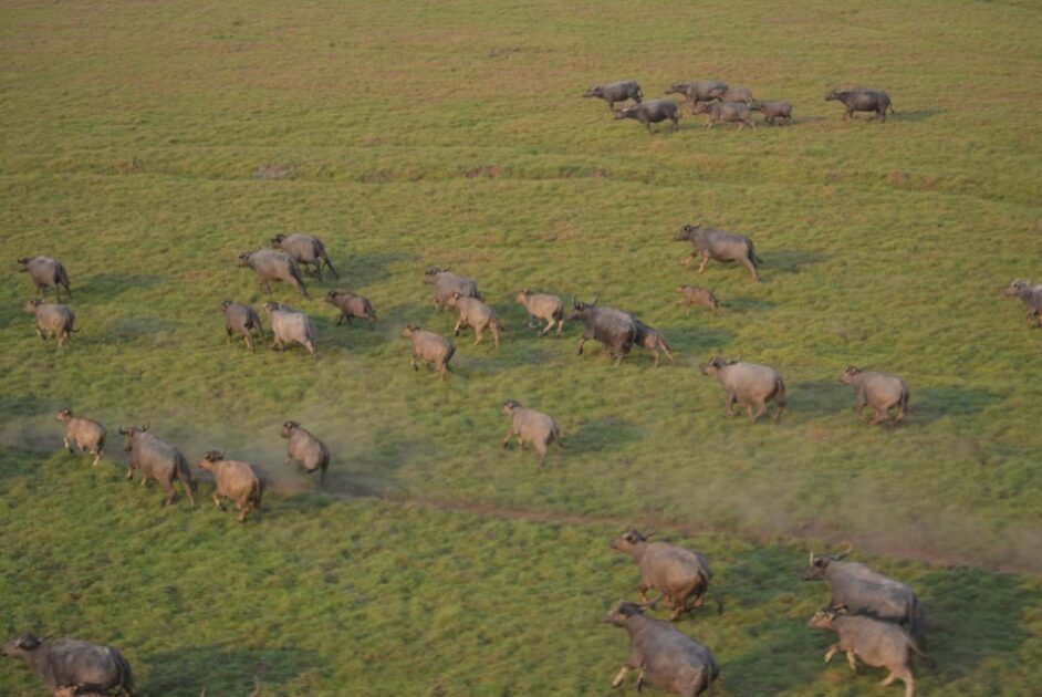 Búfalos estão transformando em deserto uma área equivalente a 60 mil campos de futebol no interior da Reserva Biológica (Rebio) Guaporé.