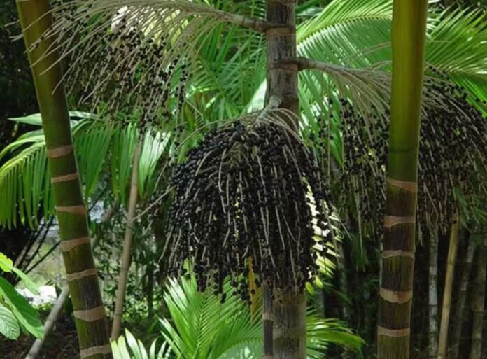 Startups brasileiras apostam em carvão de açaí e energia hídrica como matriz energética sustentável.