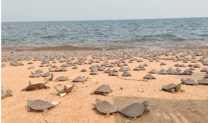 Ação ambiental na Amazônia solta 6,5 milhões de filhotes de tartaruga e outros tipos de quelônios.