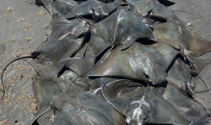 Morte de 250 raias ameaçadas de extinção no litoral de SP preocupa especialistas.