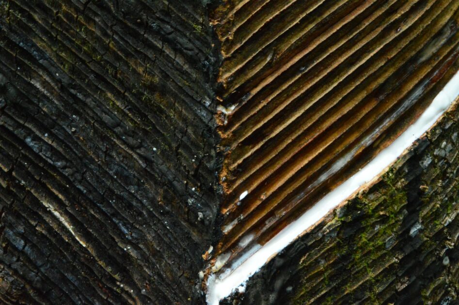 seringueira borracha da amazônia Foto: Salim Cokro/Unsplash

Se a escuta é um ato, ela também é um reflexo de valores. Quando se escuta, revela-se mais do que curiosidade: revela-se uma escolha sobre como se deseja estar no mundo. Essa escuta, quando aplicada à natureza, nos remete a um debate que atravessa a história da ciência desde que a condição humana se deu conta de seus dois equipamentos de audição e apenas um de fala.