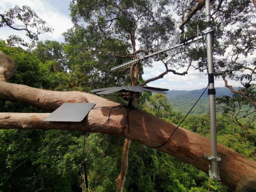 Tecnologia inovadora usa celulares velhos, IA e o som da floresta para frear o desmatamento ilegal.