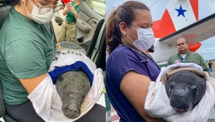 Filhotes de peixe-boi-da-amazônia são resgatados e levados a Belém em aeronave.