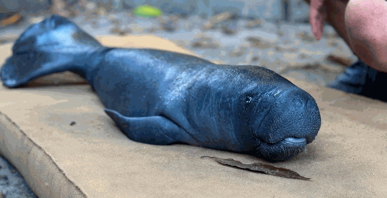 Do resgate à reabilitação: filhotes de peixe-boi da Amazônia são salvos no Pará.