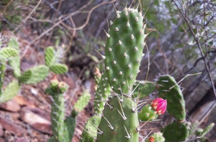 O cacto recém-descoberto (Tacinga mirim) ocorre apenas numa pequena região do Ceará.
