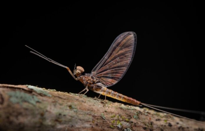 Denominada Cloeodes tovauna, a nova espécie pertence à ordem Ephemeroptera.