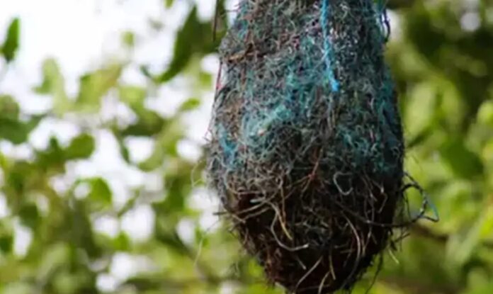Ninhos de plástico revelam grau de poluição alarmante no Pará.