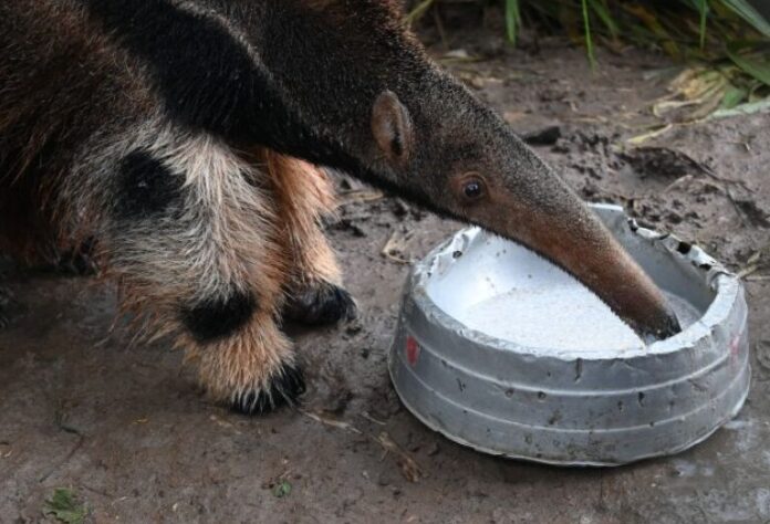 Tamanduás reabilitados no MS serão soltos na natureza.