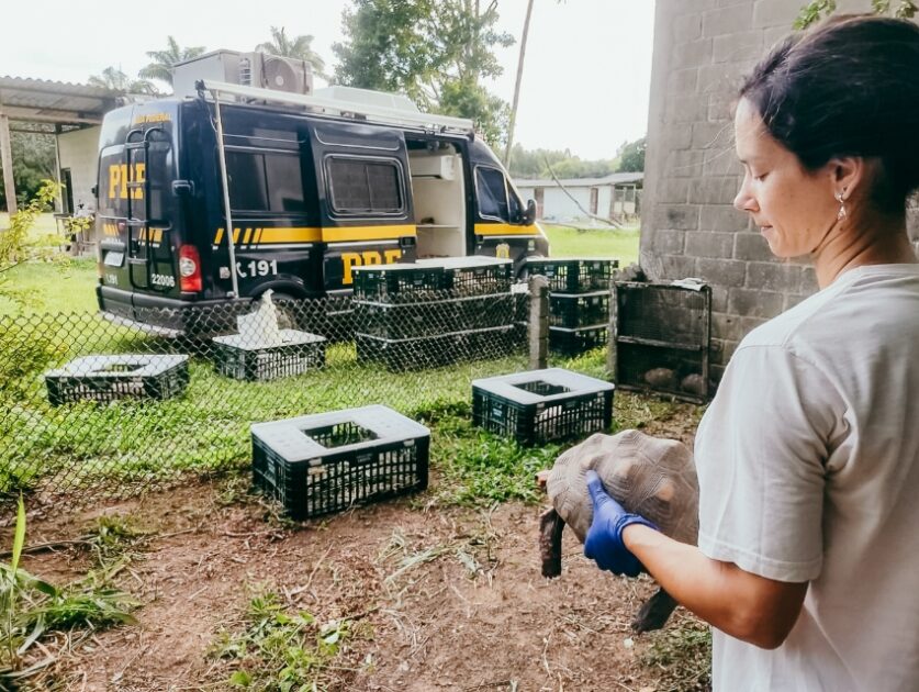 Repatriação de animais silvestres em SP minimiza impactos ambientais.