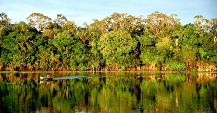 Entre 2006 e 2017, 21 milhões de hectares foram transferidos de florestas públicas para privadas.