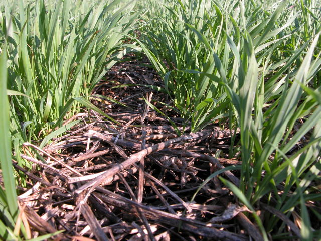 Técnica de plantio direto, usada na agricultura regenerativa.