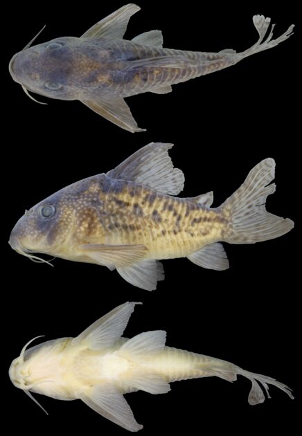 Hoplisoma noxium, holótipo, MNRJ 55759, 54,8 mm SL, Jacareacanga, Pará, Brasil, igarapé do Buriti (conhecido localmente como igarapé Sonrizal), bacia do rio Tapajós.