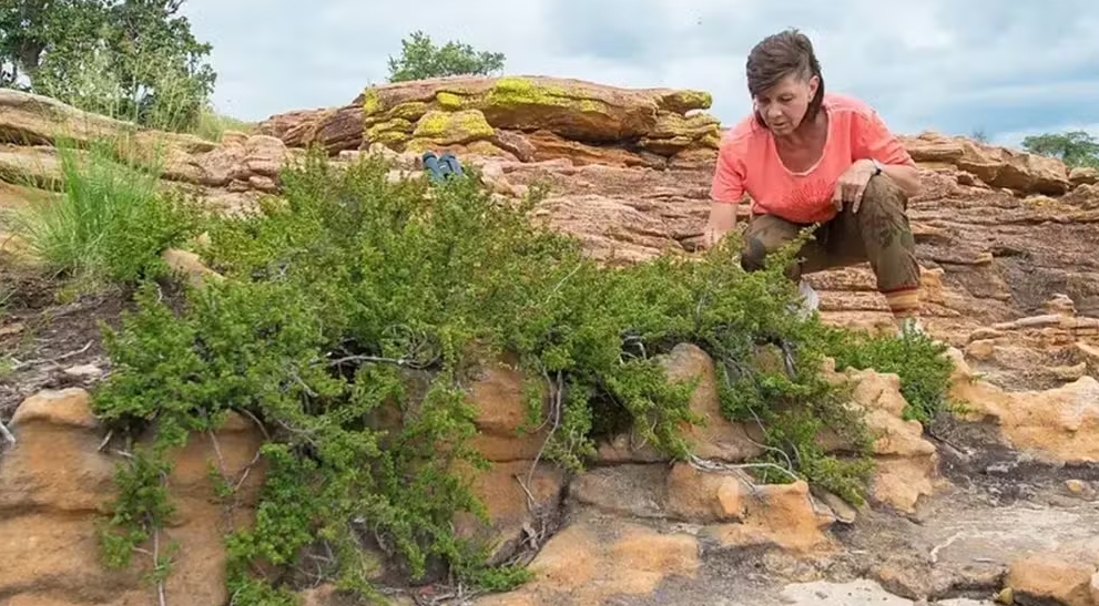Pesquisadora Jill Farrant com a Myrothamnus flabellifolia, uma das "plantas zumbis" que podem sobreviver por nove meses sem água.