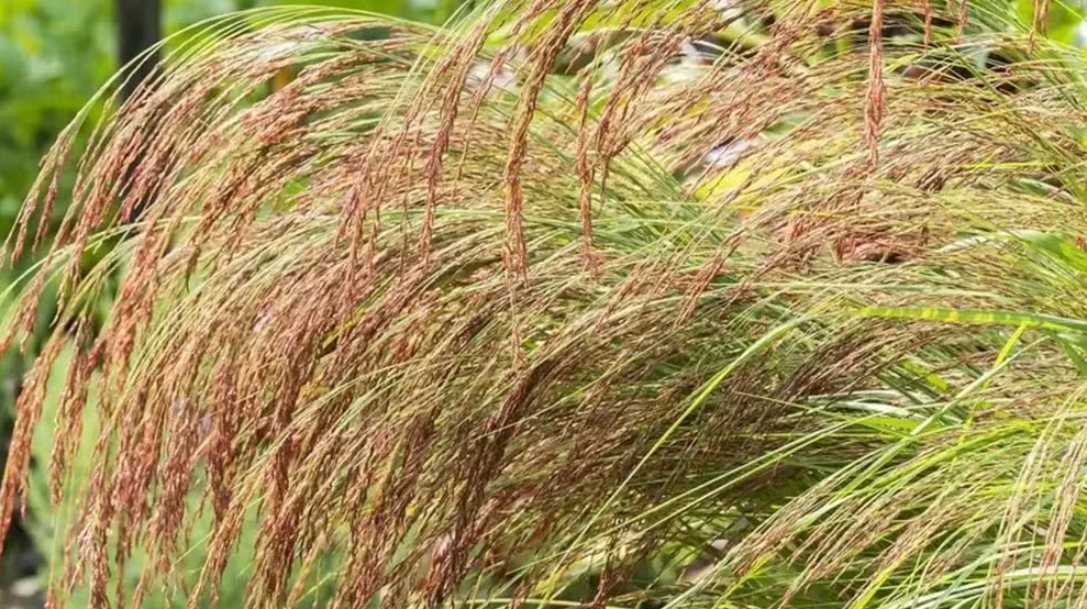 Tef é um cereal cultivado há milênios na Etiópia — e é parente próximo de uma planta de ressurreição.