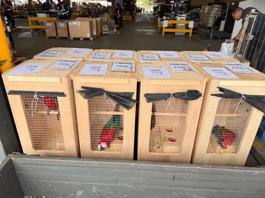 Araras resgatadas do tráfico em SP são reabilitadas e levadas a parque no PR.