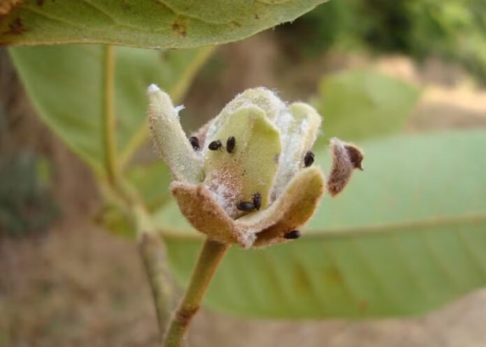 Cientistas descobrem 60 novas espécies de insetos no Brasil e alertam para riscos à biodiversidade.