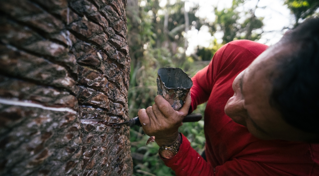 Esse formato de coleta de borracha nativa da Amazônia é uma solução climática que conserva a floresta em pé.