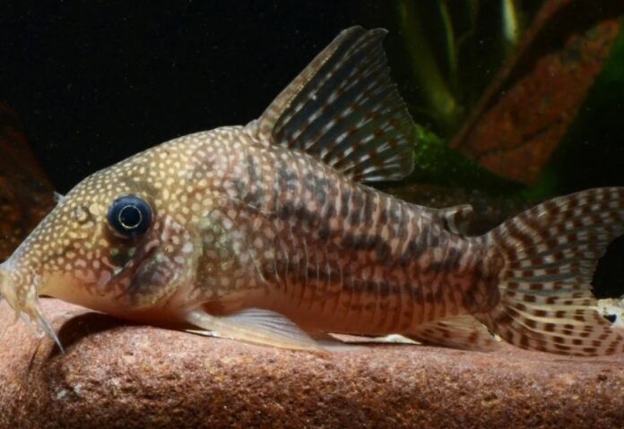 Hoplisoma noxium, uma das espécies de cascudinhos descrita em novo estudo.