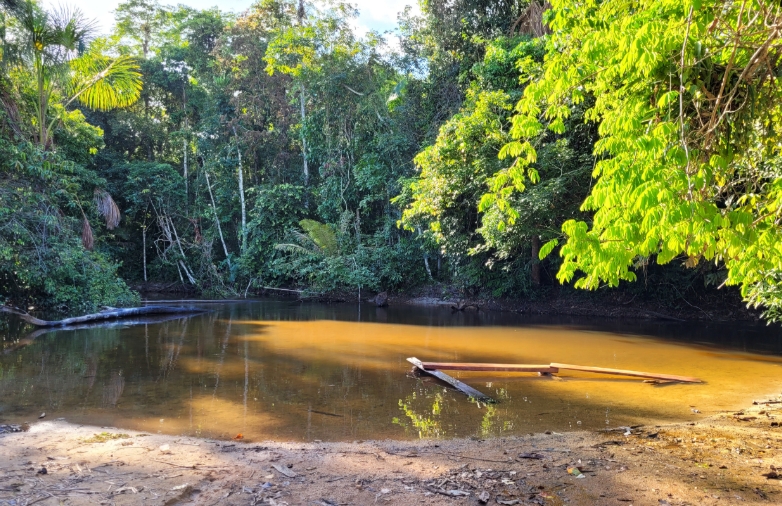 
O igarapé do Buriti (= igarapé Sonrisal), localidade-tipo de Hoplisoma noxium, uma das espécies de peixes venenosos descoberta.