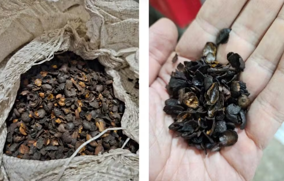 Matéria-prima apreendida pelo Ministério do Agricultura em estabelecimentos que produzem "pó sabor café" .