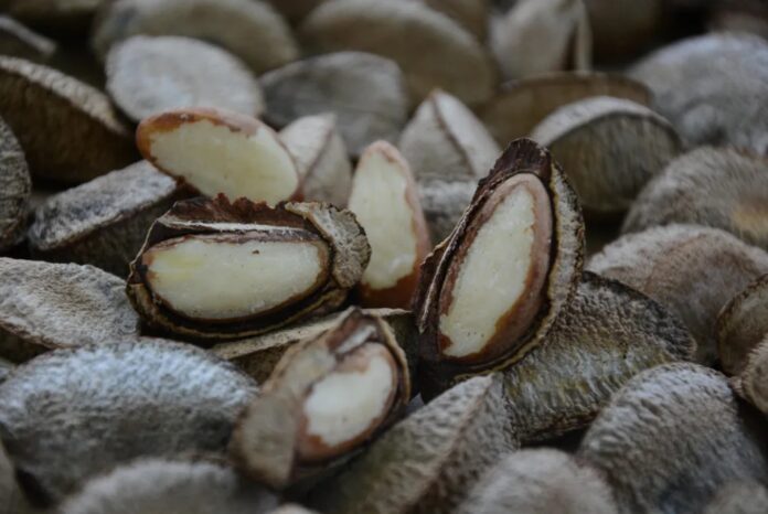 Castanha-do-Pará muda de nome no AM; entenda o porquê da nova identidade.