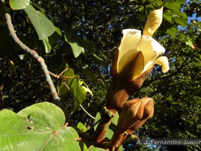 Ochroma pyramidale - foto: A.J. Fernandes-Junior