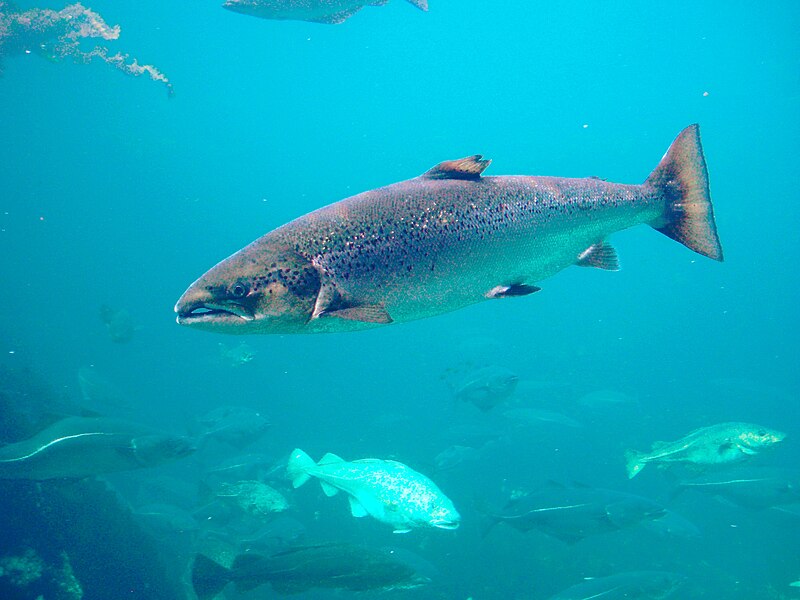 Peixes ansiosos? Água contaminada por ansiolíticos altera comportamento da fauna marinha.
