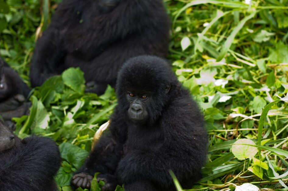 Entenda o que matou mais de 50 hipopótamos em um dos maiores parques da África 1 Parque Nacional de Virunga, local onde ocorreu a morte dos hipopótamos, é um dos 17 patrimônios mundiais africanos ameaçados segundo levantamento da UNESCO.