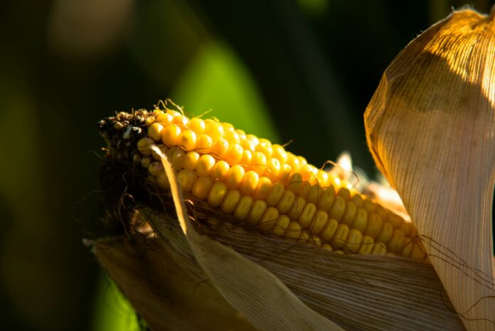 Novo detergente ecológico à base de madeira e milho promete mais eficiência e menos poluição.