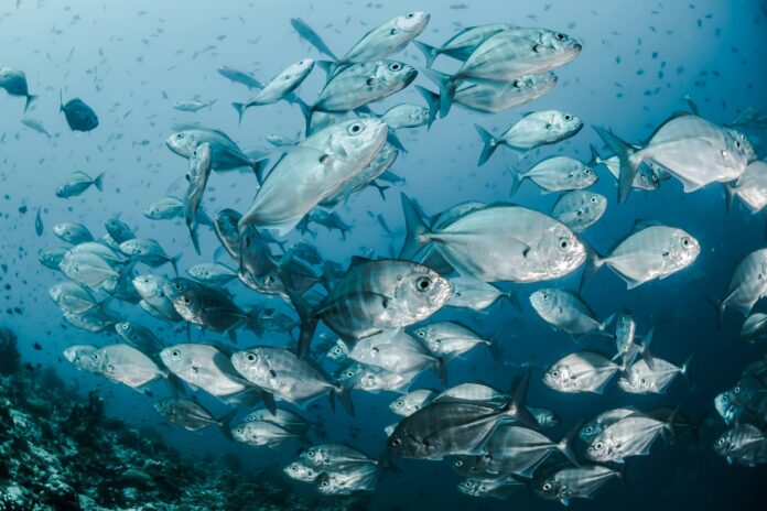 Peixes ansiosos? Água contaminada por ansiolíticos altera comportamento da fauna marinha.
