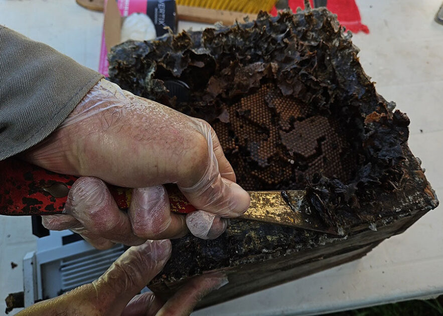 Extração do própolis produzido por abelha-canudo.