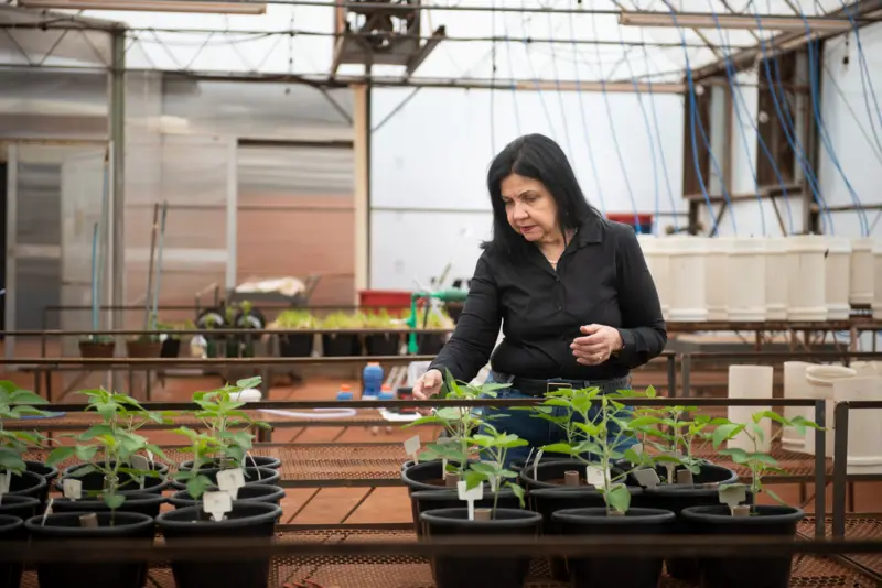 "Nobel da Agricultura" vai para inovação de cientista brasileira que reduz uso de fertilizantes químicos | Foto:  Divulgação | World Food Prize.