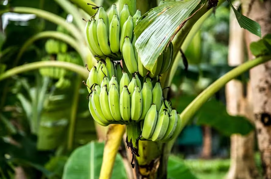 Mais da metade das melhores áreas de cultivo de banana podem ser perdidas com mudanças climáticas, diz relatório.