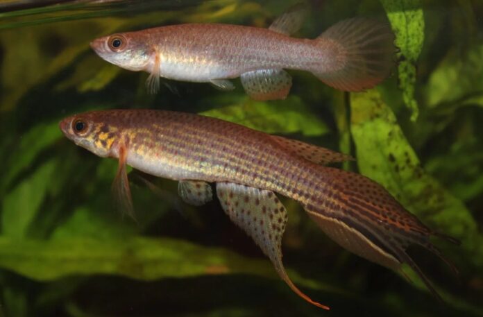 Um casal de Moema humaita, nova espécie solitária de peixe da Amazônia. Foto: Jan Willen Hoetmer.