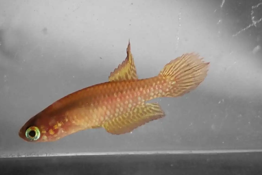 Leptopanchax opalescens, uma das espécies de "peixe das nuvens".