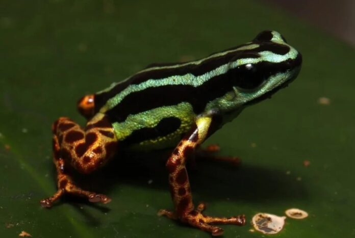 Sapo venenoso inédito é descoberto em área isolada da Amazônia.