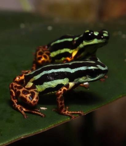Sapo venenoso inédito é descoberto em área isolada da Amazônia.