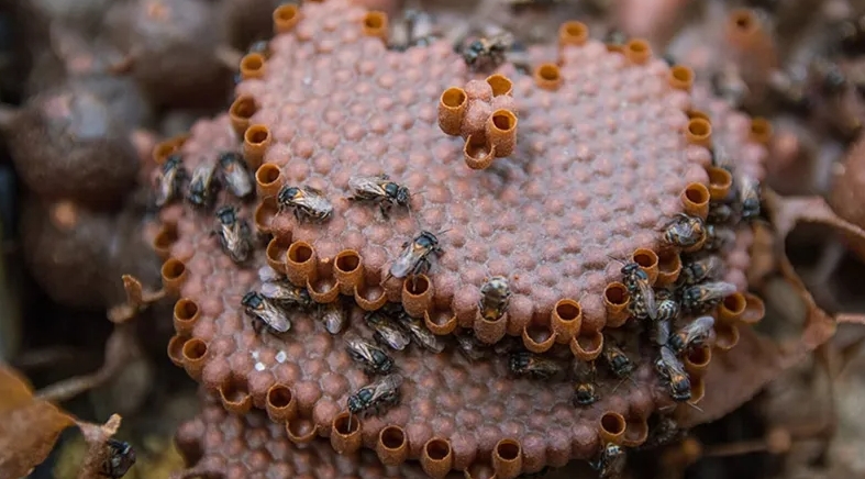 Colmeia de abelha-canudo, nativa da Amazônia. Foto: Vinícius Braga/Embrapa.