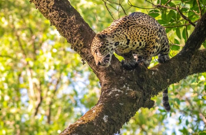 Dia da Biodiversidade: mais de 3,5 mil espécies já sofrem com mudanças climáticas.