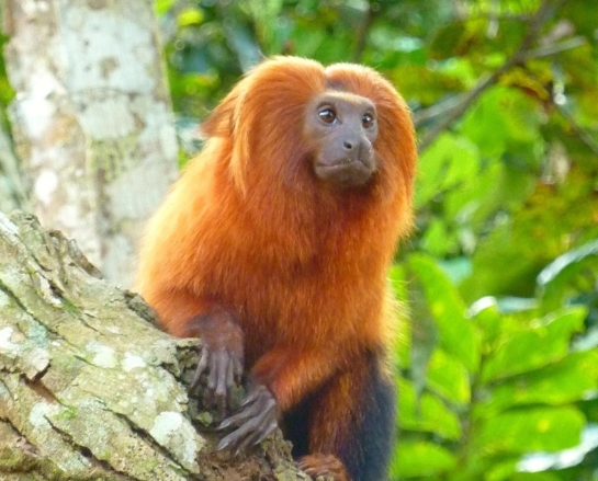 O mico-leão-dourado (Leontopithecus rosalia) é um dos vários animais endêmicos da Mata Atlântica e que se tornou símbolo da importância da preservação das espécies em perigo de extinção no bioma.