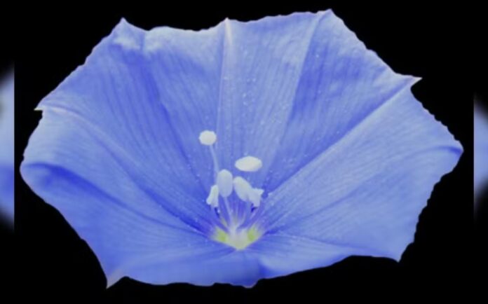 Flor rara é descoberta no Cerrado e espécie já corre risco de extinção.