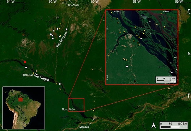 Novo tipo de peixe-elétrico descoberto na Amazônia vive em águas calmas e rasas.
