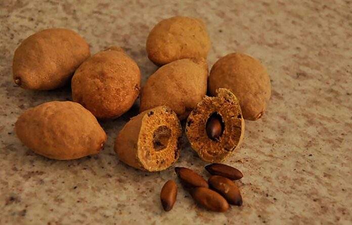 Menos famosa que o açaí, castanha de baru é tesouro do Cerrado.