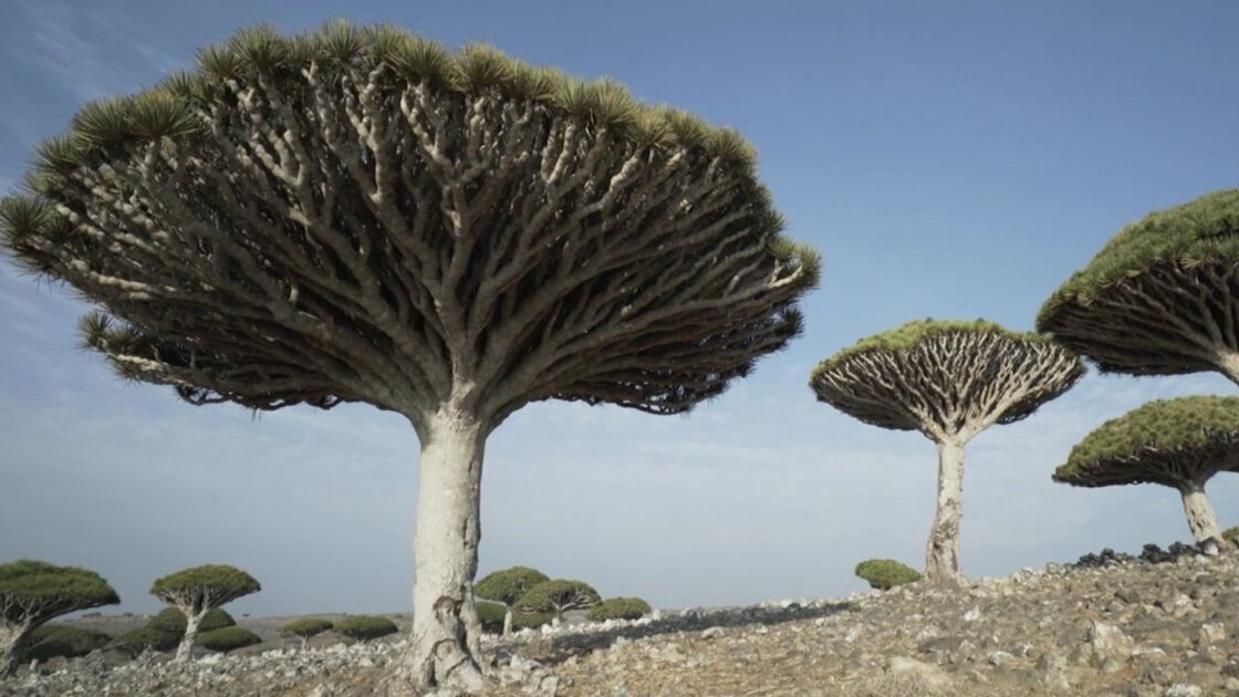 Dragoeiras: clima extremo, conflitos e cabras invasoras ameaçam uma das árvores mais raras do mundo.