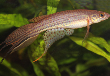 Moema humaita, nova espécie solitária de peixe da Amazônia. Foto: Jan Willen Hoetmer.