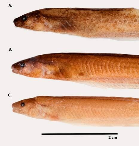 Detalhamento do peixe-elétrico. 