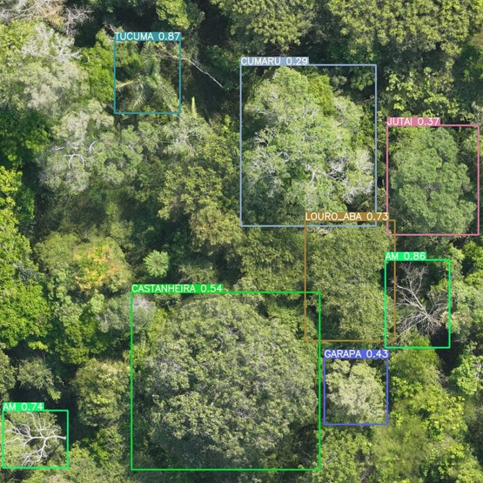 Tecnologia de mapeamento da Amazônia com IA mapeia até 3,5 mil hectares por dia.