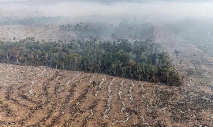 Amazônia e Cerrado concentram quase 90% do desmatamento no Brasil em 2024.