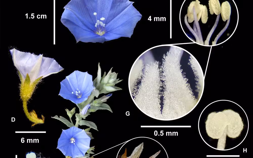 Flor rara é descoberta no Cerrado e espécie já corre risco de extinção.